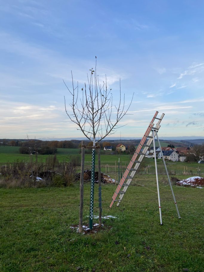 Vor dem Erziehungsschnitt...